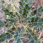 Ptilostemon hispanicus Leaf