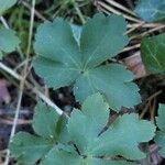 Sanicula europaea Likasa