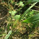 Fimbristylis autumnalis Leaf