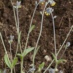 Myosotis balbisiana Hábito