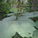 Oplopanax horridus Hoja