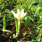 Crocus sieberi Habitus