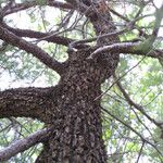 Juniperus deppeana Bark