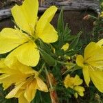 Oenothera elata Flower