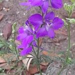 Delphinium ajacis Хабит