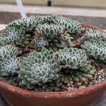 Echeveria setosa Alkat (teljes növény)