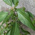 Acalypha australis Flower