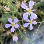 Petrorhagia saxifraga Blomma