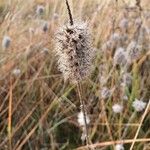 Trifolium angustifolium Φύλλο