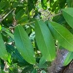 Capparis flexuosa Leaf