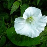 Calystegia silvatica Цветок