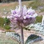 Marrubium supinum Květ