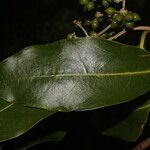 Daphnopsis americana Folla