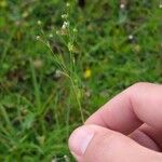 Linum catharticumFlower