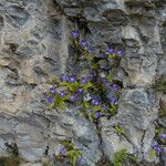 Pinguicula longifolia Hábito