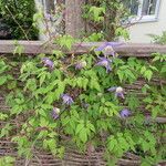 Clematis alpina Staniste