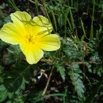 Tribulus zeyheri Habit