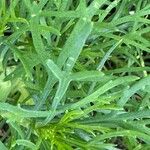 Argyranthemum foeniculaceum Leaf