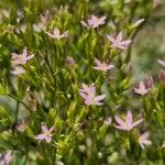 Centaurium tenuiflorumFlower