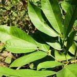 Glycosmis parviflora Leaf