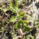 Youngia japonica Leaf