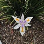 Dietes iridioides 花