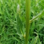 Bunias orientalis Leaf