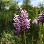 Orchis simiaപുഷ്പം