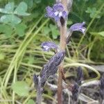 Orobanche purpurea Blüte