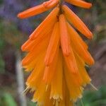 Kniphofia uvariaBlüte