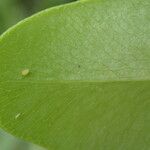 Acrostichum aureum Leaf