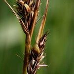 Carex buxbaumii Fruit