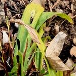 Carex plantaginea Leaf