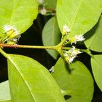 Cassipourea elliptica Levél