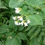 Apocynum androsaemifolium फूल