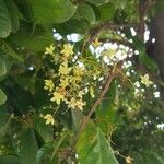Sterculia monosperma Flor