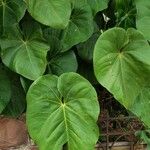 Anthurium faustomirandae Yaprak