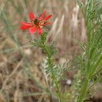 Adonis flammea Other
