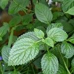 Stachytarpheta jamaicensis Leaf