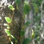 Bulbophyllum ngoyense Habit