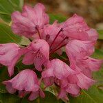 Rhododendron orbiculare Kvet