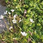 Stellaria palustrisBlüte