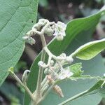 Solanum hazenii Ліст