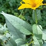 Helianthus divaricatus Yaprak