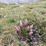 Gentianella ramosa Flor