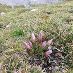 Gentianella ramosa Flor