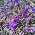 Polygala microphylla 花