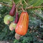 Anacardium occidentale Froito