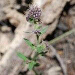 Phacelia mutabilis Hàbitat