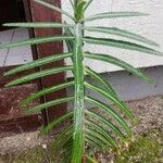 Euphorbia lathyris পাতা